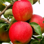 Verkleinertes Bild von Naturtalent by toom® Bio Apfel 'Jonagold', Busch®