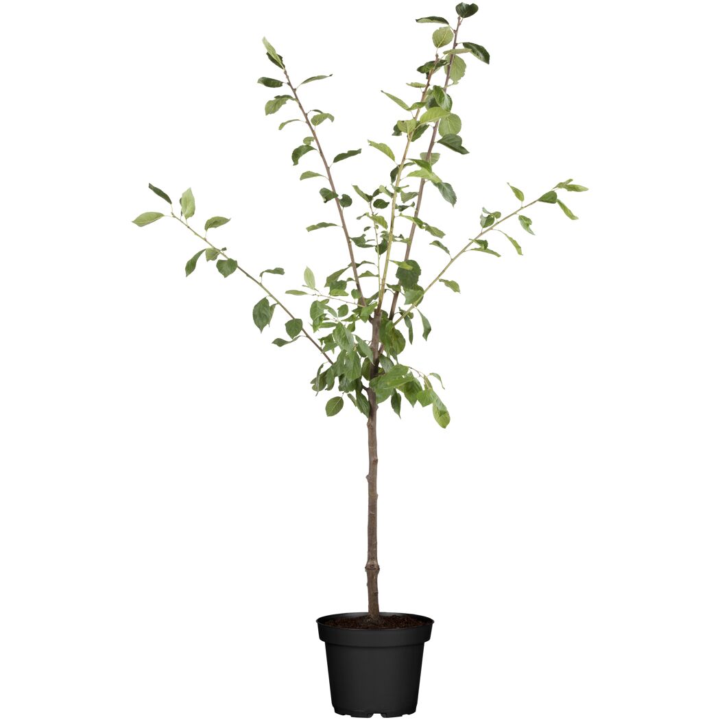 Pflaumenbaum Königin im Topf