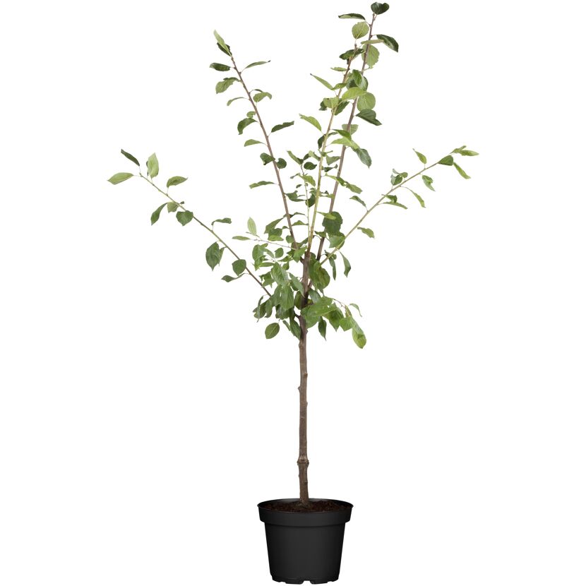 Pflaumenbaum Königin im Topf