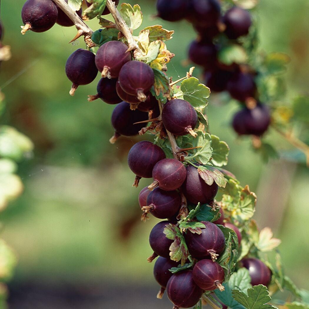 Dunkle Stachelbeeren an einem Zweig
