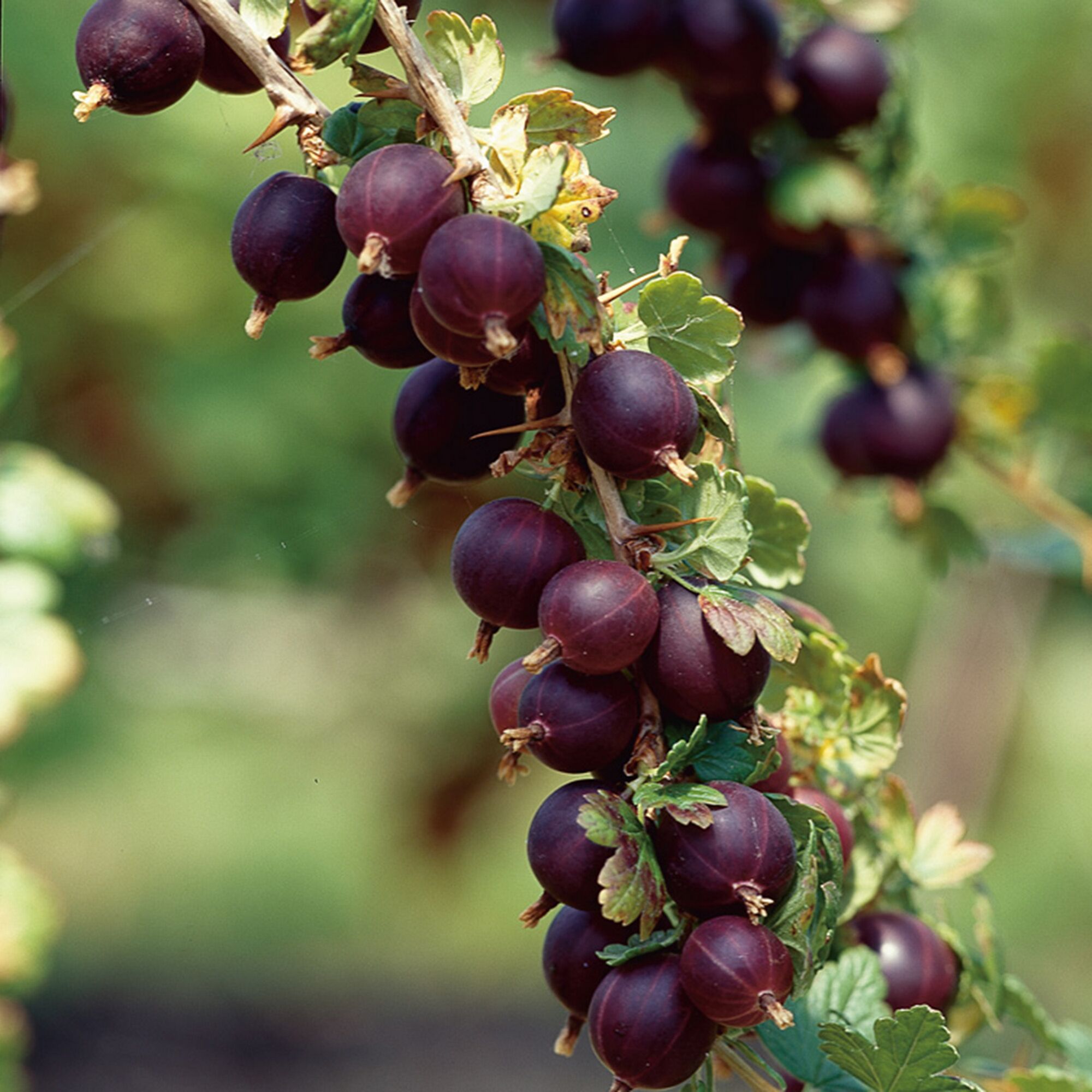 Dunkle Stachelbeeren an einem Zweig