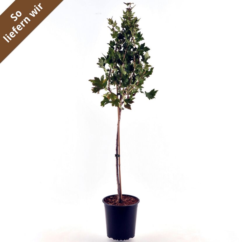 Stachelbeere RemarkaNT Bio im Topf