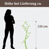 Stachelbeere RemarkaNT Bio, Höhe bei Lieferung ca. 120 cm