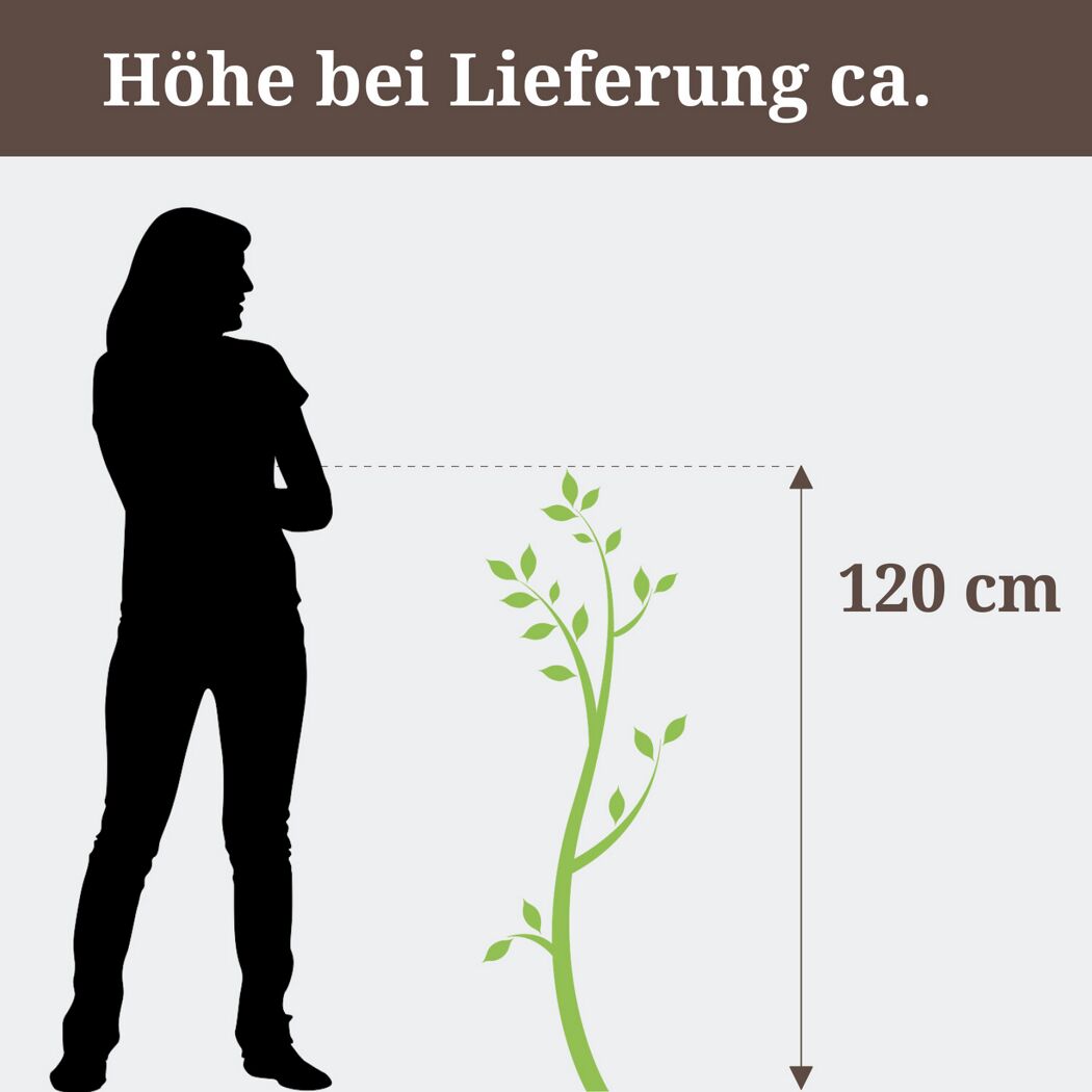 Stachelbeere RemarkaNT Bio, Höhe bei Lieferung ca. 120 cm
