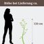 Stachelbeere RemarkaNT Bio, Höhe bei Lieferung ca. 120 cm