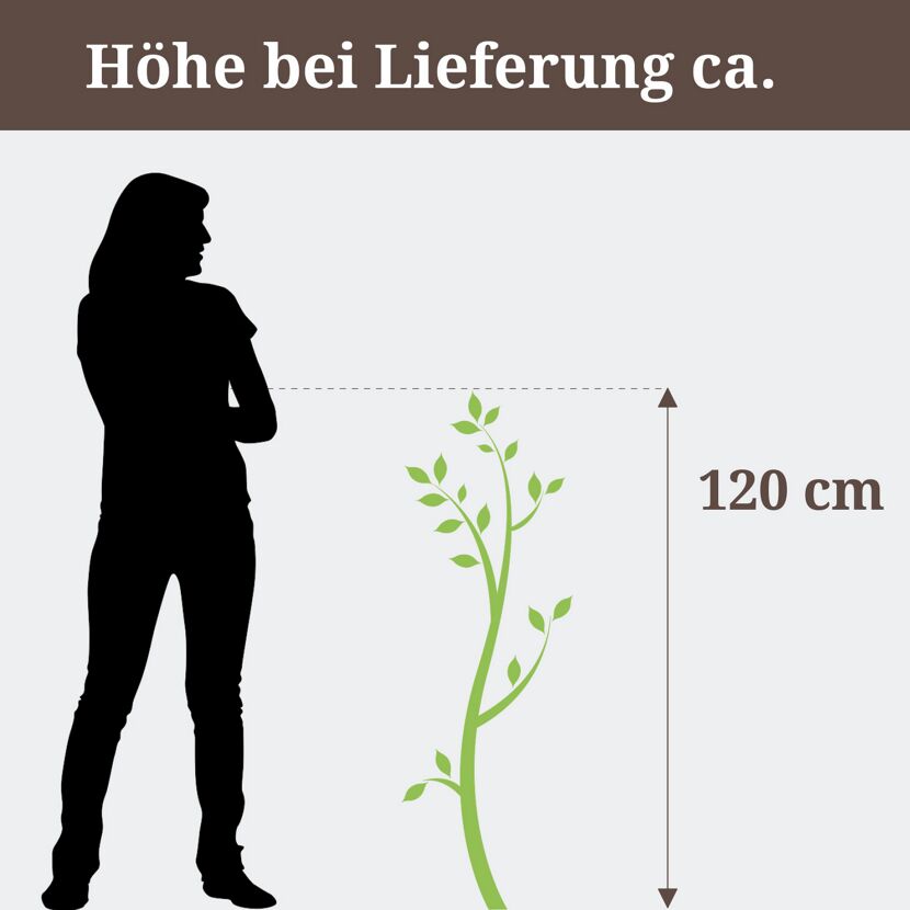 Stachelbeere RemarkaNT Bio, Höhe bei Lieferung ca. 120 cm