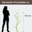 Eine Person neben einer Stachelbeere RemarkaNT Bio von 130 cm Höhe.