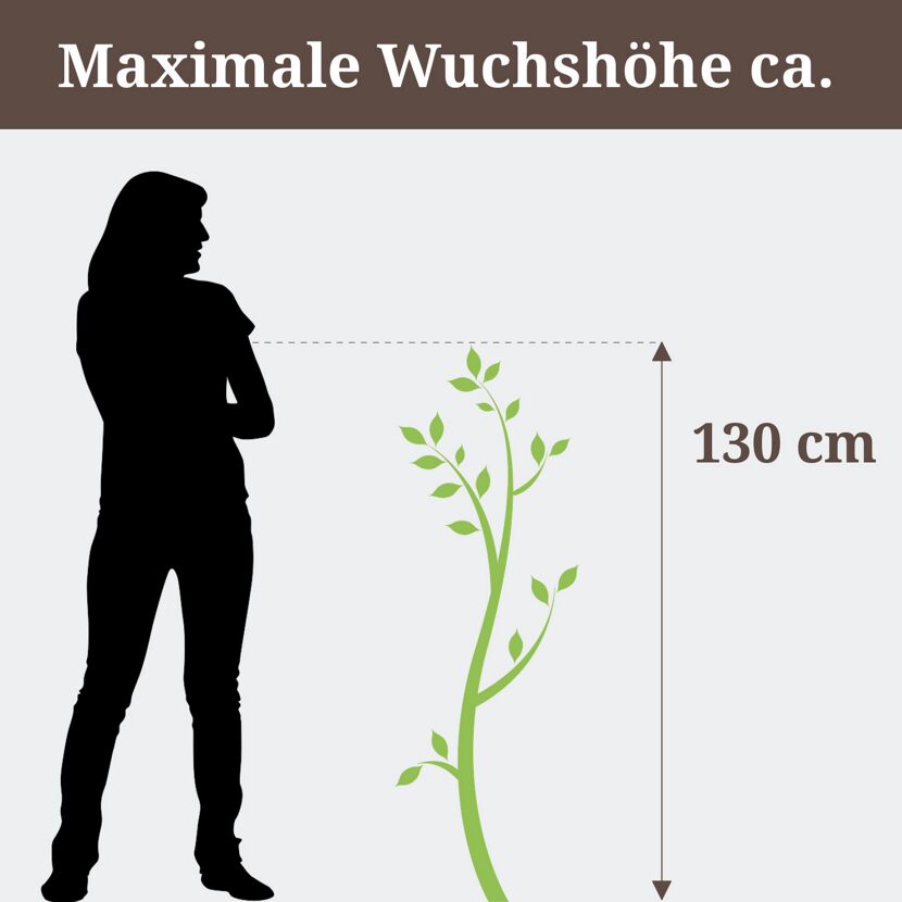 Eine Person neben einer Stachelbeere RemarkaNT Bio von 130 cm Höhe.