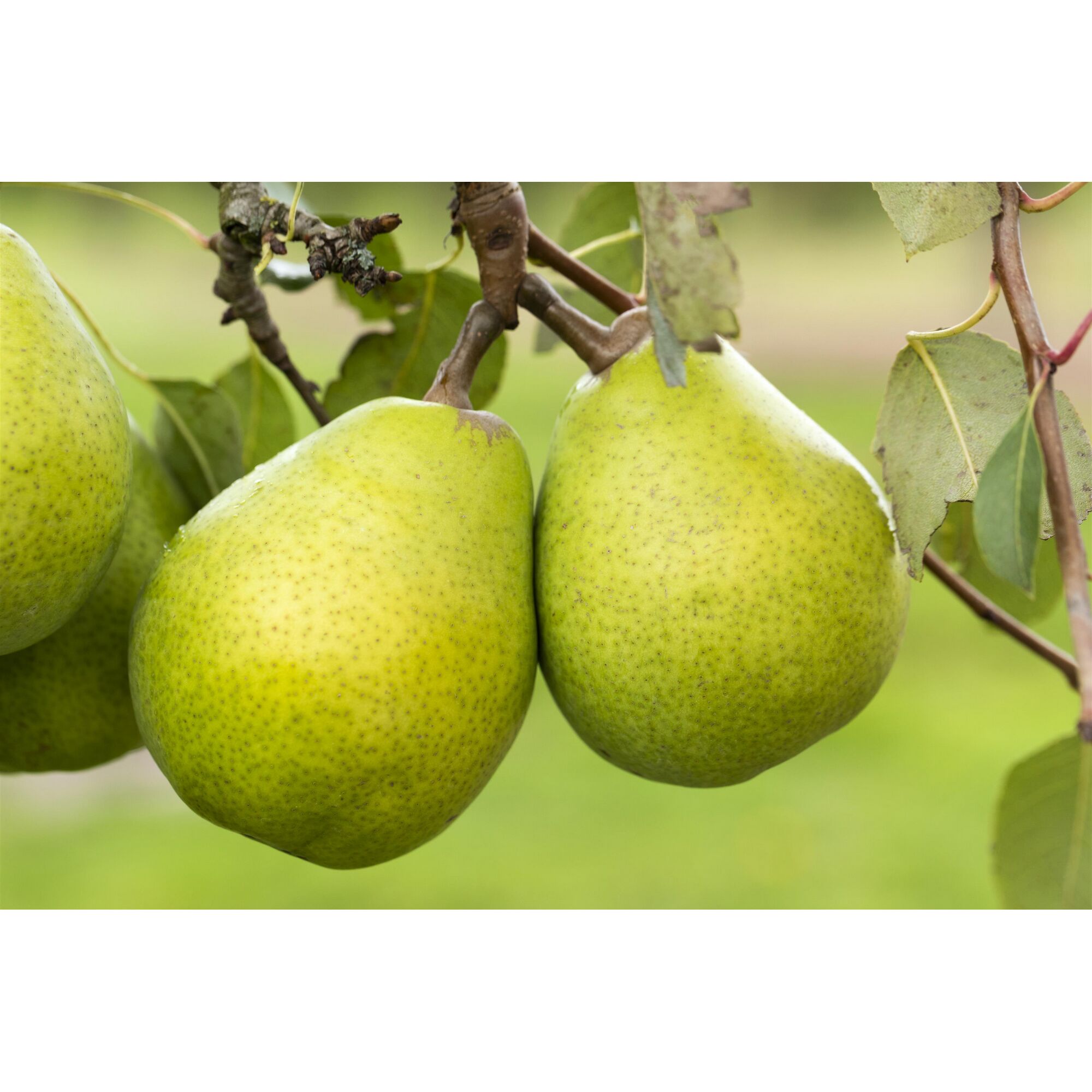 Zwei grüne Birnen am Ast