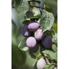 Naturtalent by toom® Bio Pflaume 'The Czar', Busch 25 cm Topf