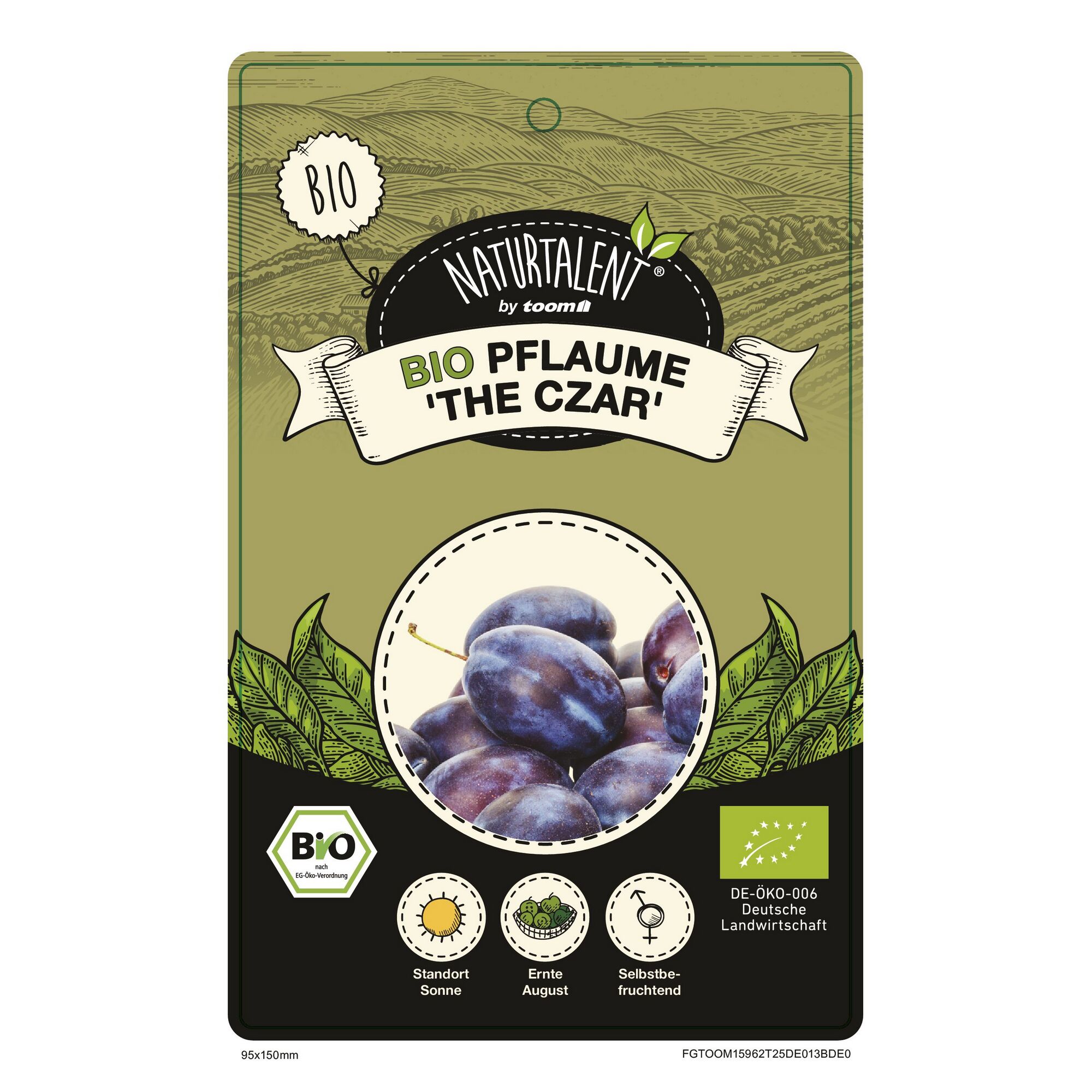 Bio Pflaume "The Czar", sonniger Standort, Ernte im August