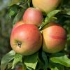 Äpfel der Sorte Goldparmäne am Baum