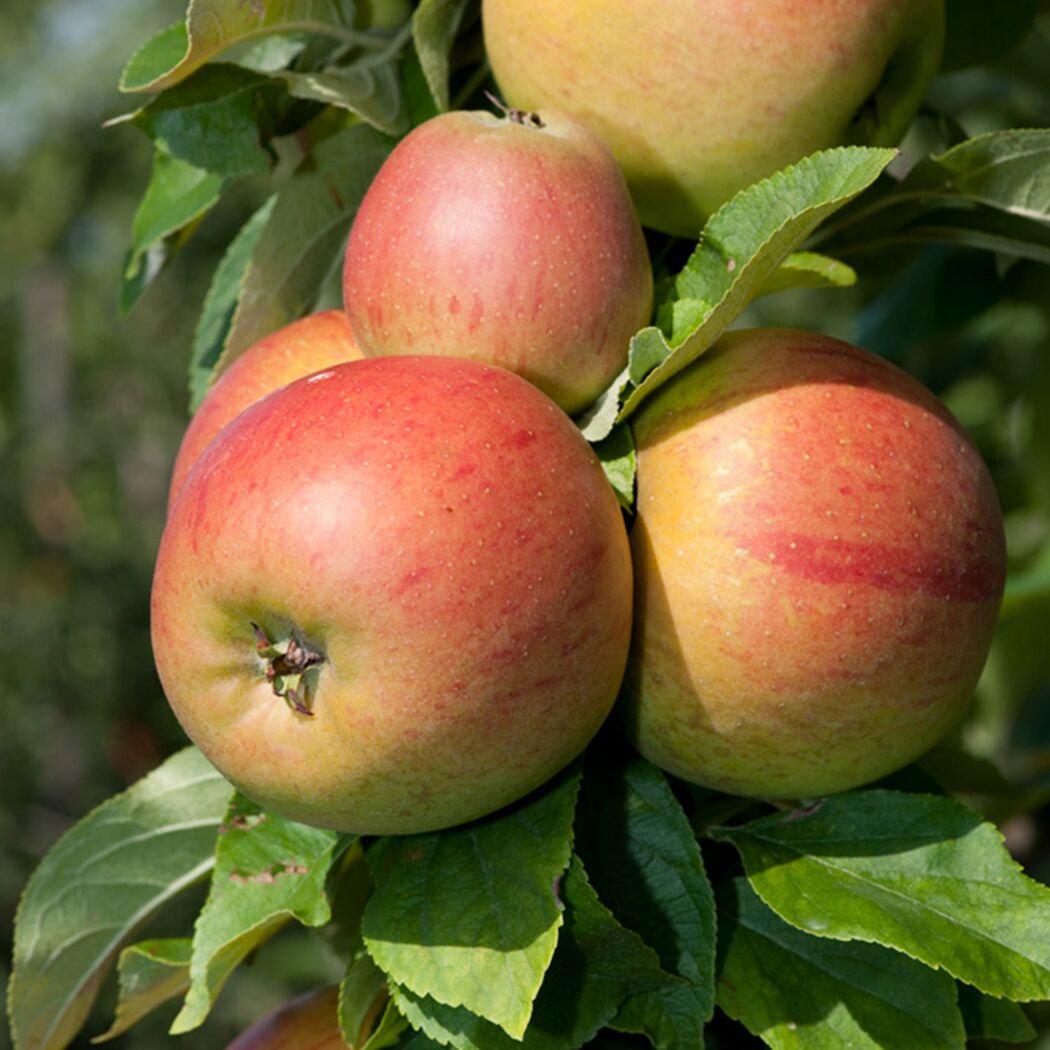 Äpfel der Sorte Goldparmäne am Baum