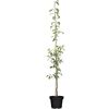 Zwetsche 'Aroma Spur' im Topf