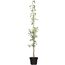 Zwetsche 'Aroma Spur' im Topf