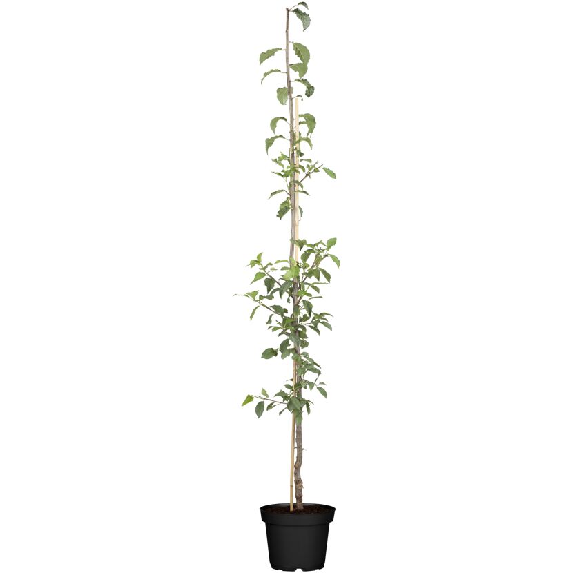 Zwetsche 'Aroma Spur' im Topf