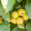 Naturtalent by toom® Bio Säulenapfel 'Aroma Spur gelb', Säule 25 cm Topf