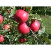 Reife rote Äpfel am Apfelbaum