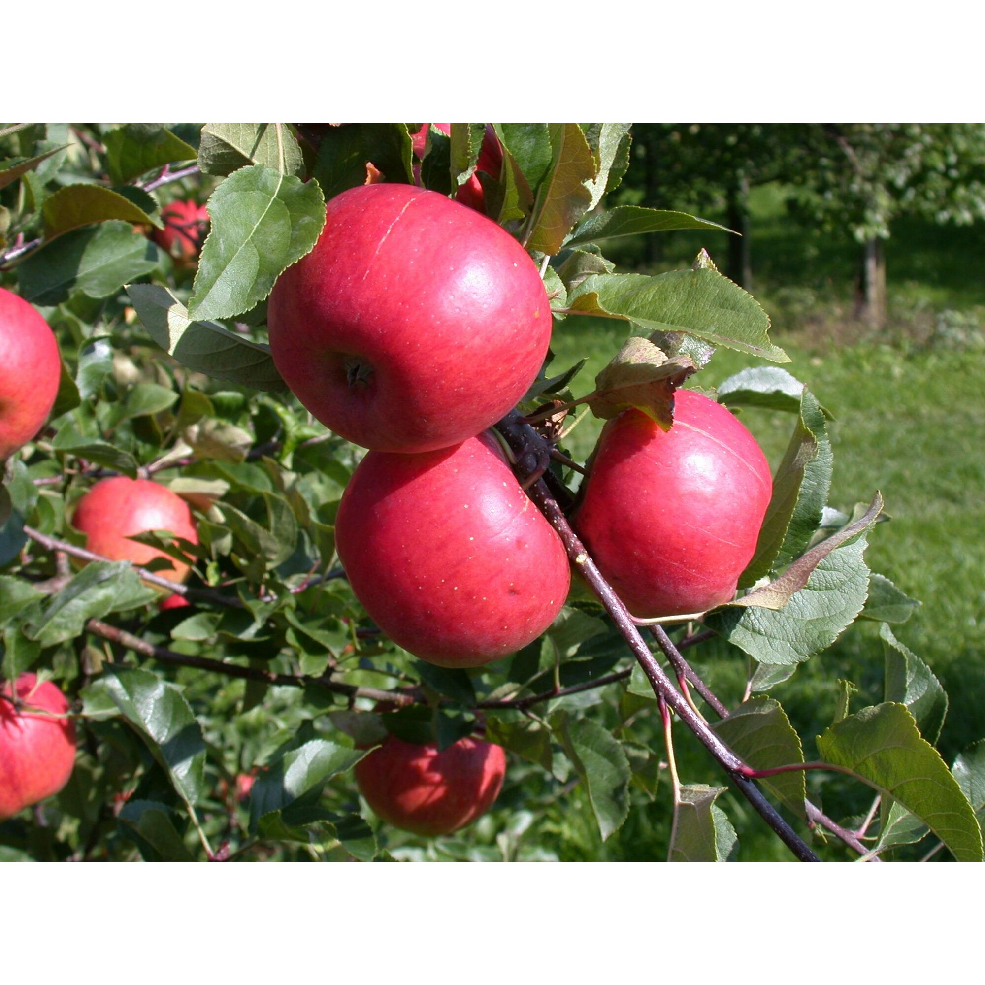 Reife rote Äpfel am Apfelbaum