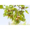 Nashi-Birne 'Kosui' am Baum
