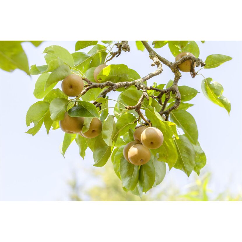 Nashi-Birne 'Kosui' am Baum
