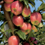Verkleinertes Bild von Naturtalent by toom® Bio Apfel 'Gloster', Busch 25 cm Topf