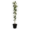 Apfel Aroma Spur NT Bio in einem Topf