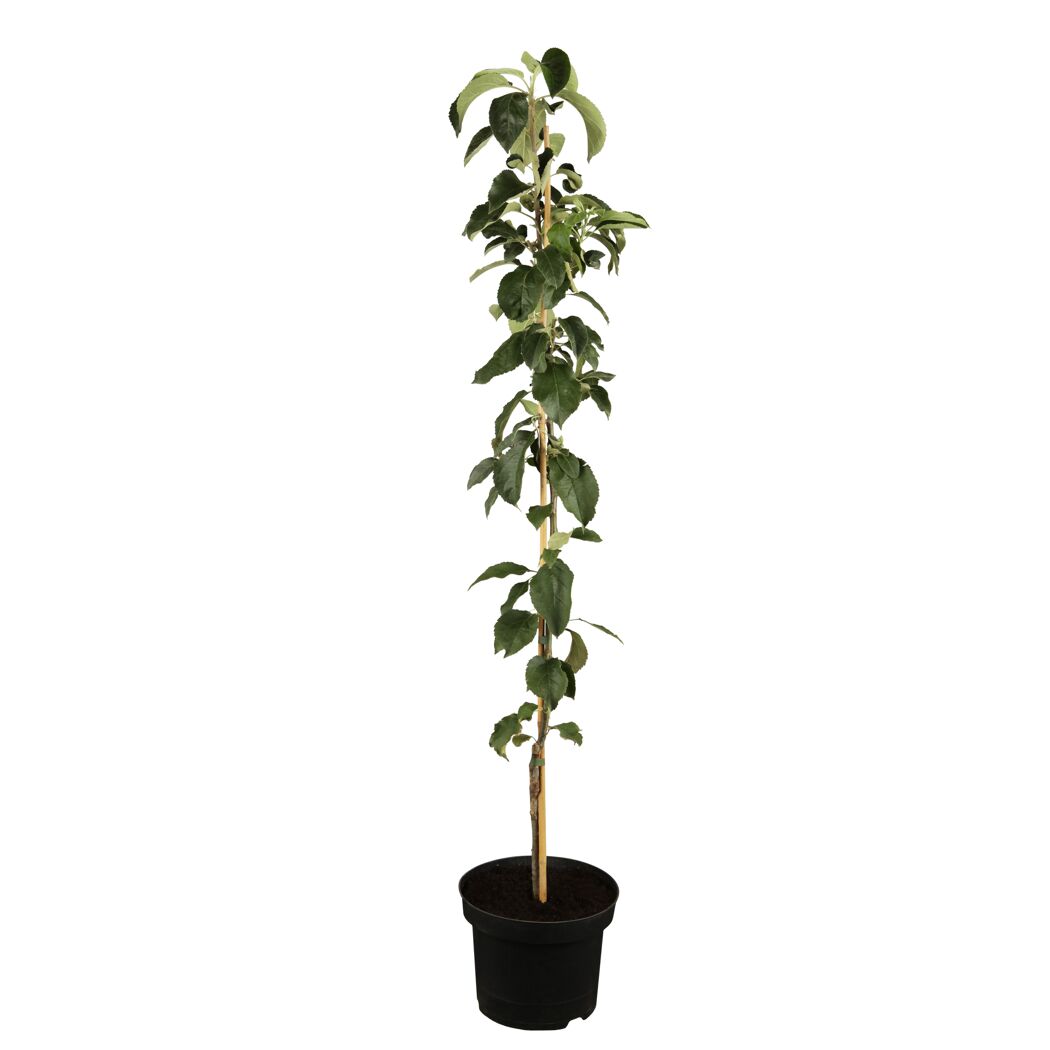 Apfel Aroma Spur NT Bio in einem Topf