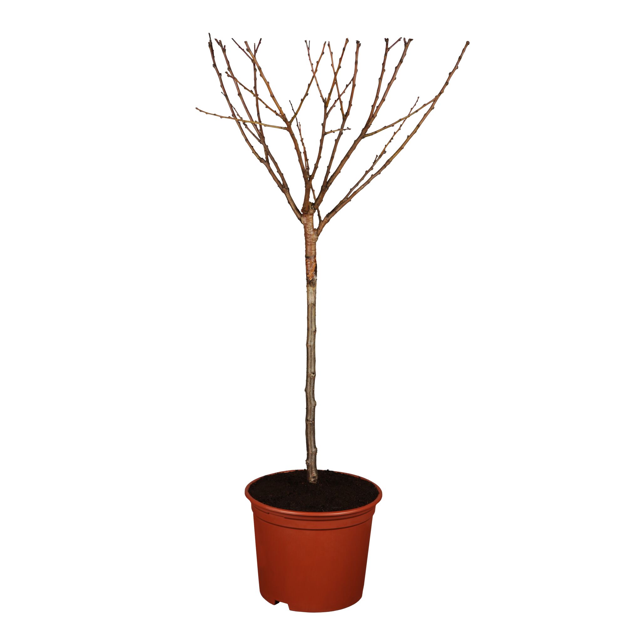 Kirsche Burlat BuschNT Bio im Topf