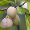 Naturtalent by toom® Bio-Pflaumenbusch 'Ouillins Reneclode' 25 cm Topf
