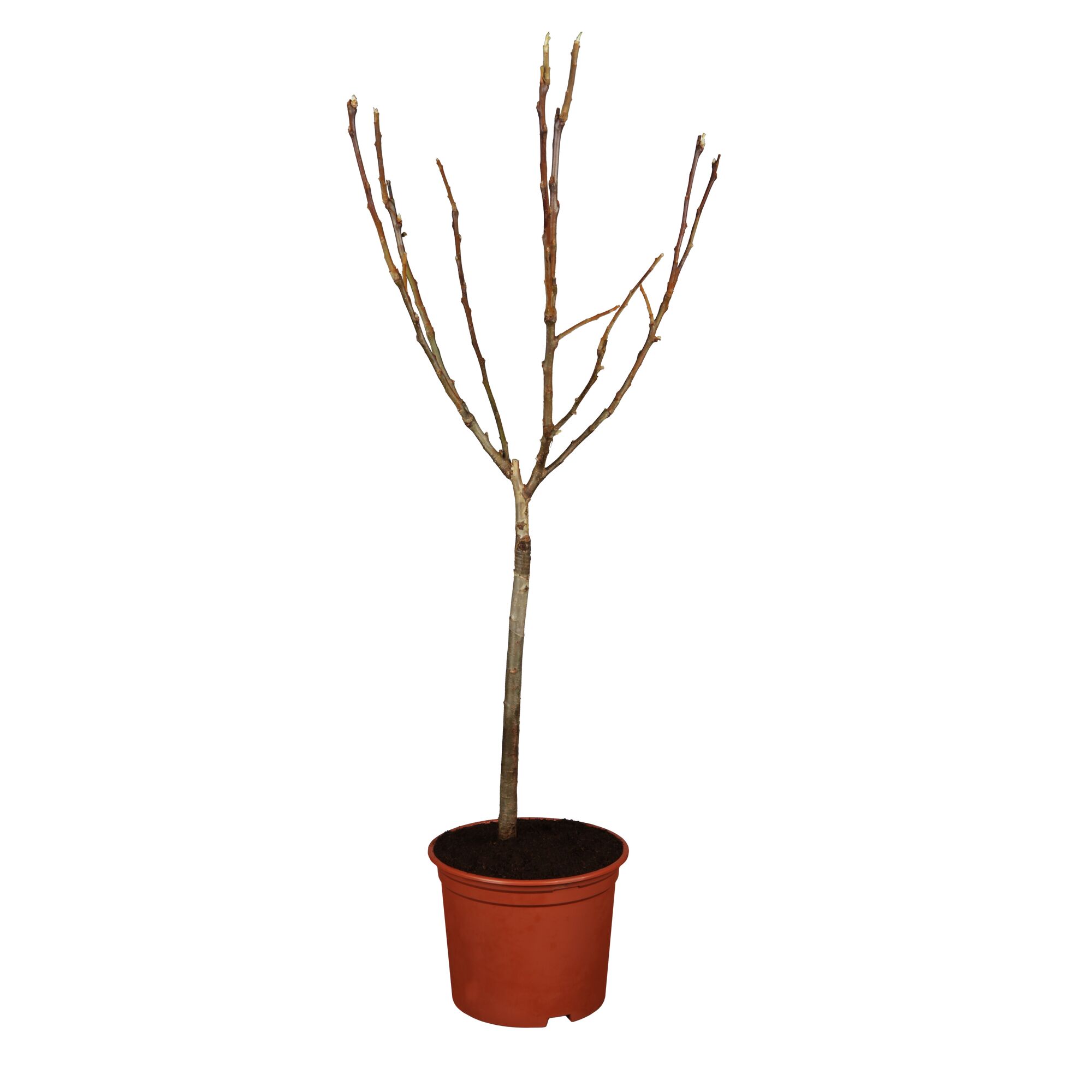 Apfelbaum Black MC im Topf