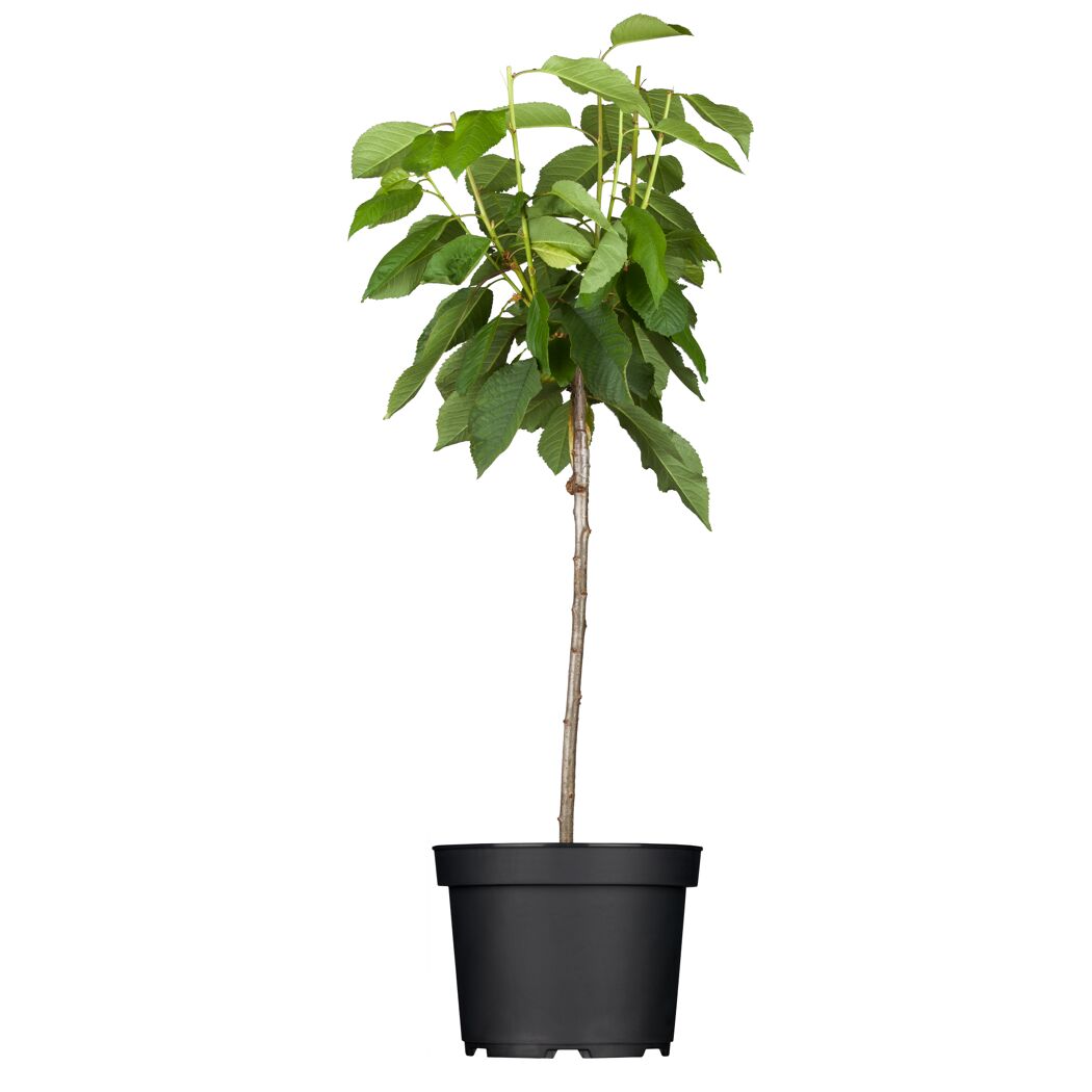 Säulekirsche AromaNT Bio in schwarzem Topf