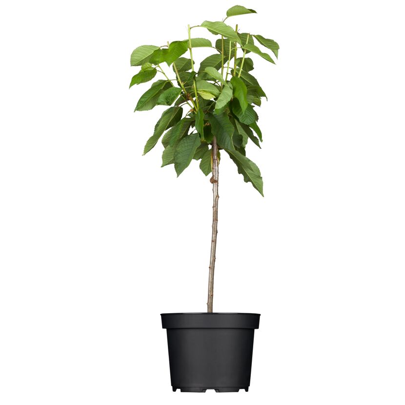 Säulekirsche AromaNT Bio in schwarzem Topf