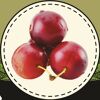 Naturtalent by toom® Bio Kirschbusch 'Van', Busch 25 cm Topf
