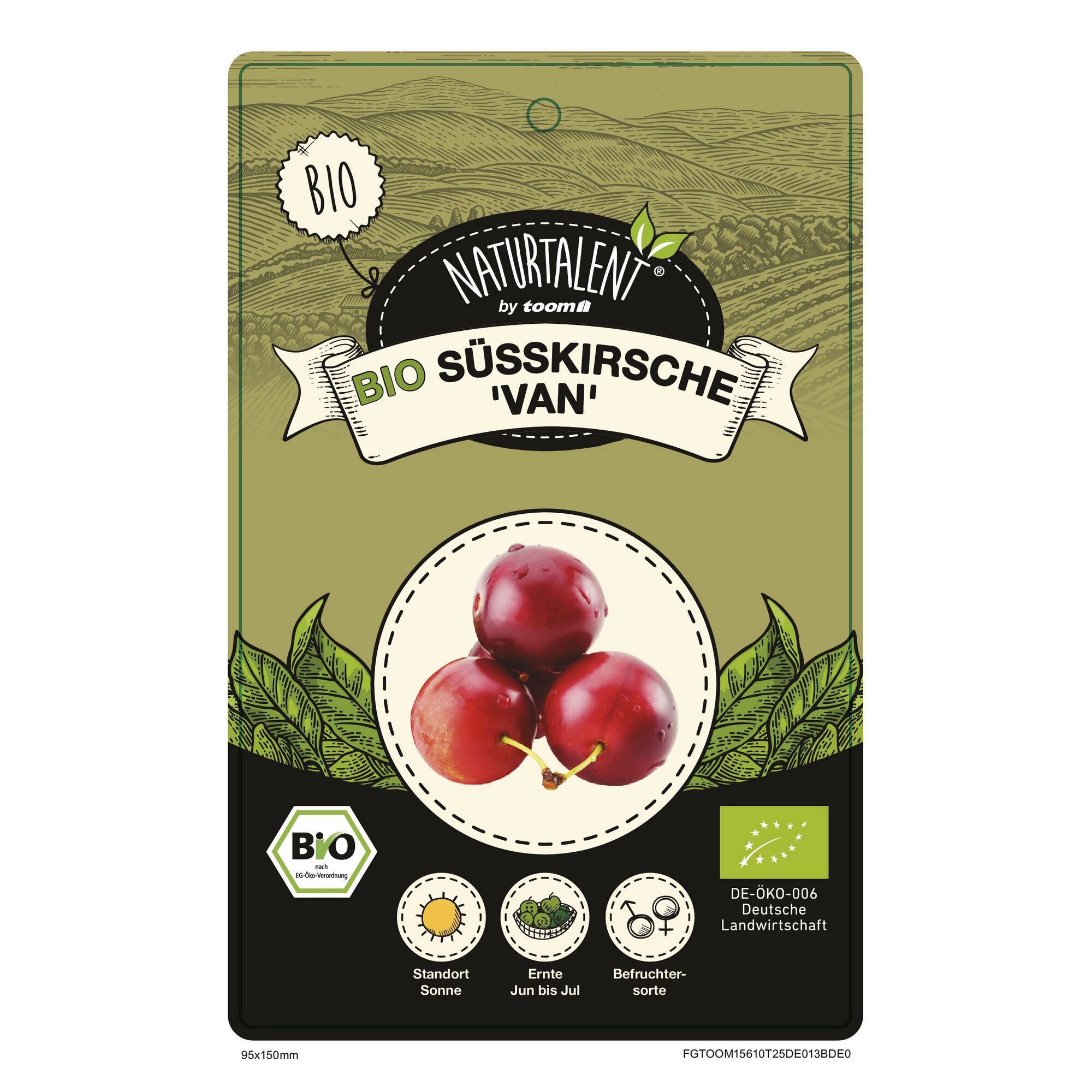 Bio-Süßkirsche 'Van'