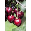 Naturtalent by toom® Bio Kirsche 'Kordia', Busch 25 cm Topf