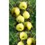 Gelbe Äpfel am Baum