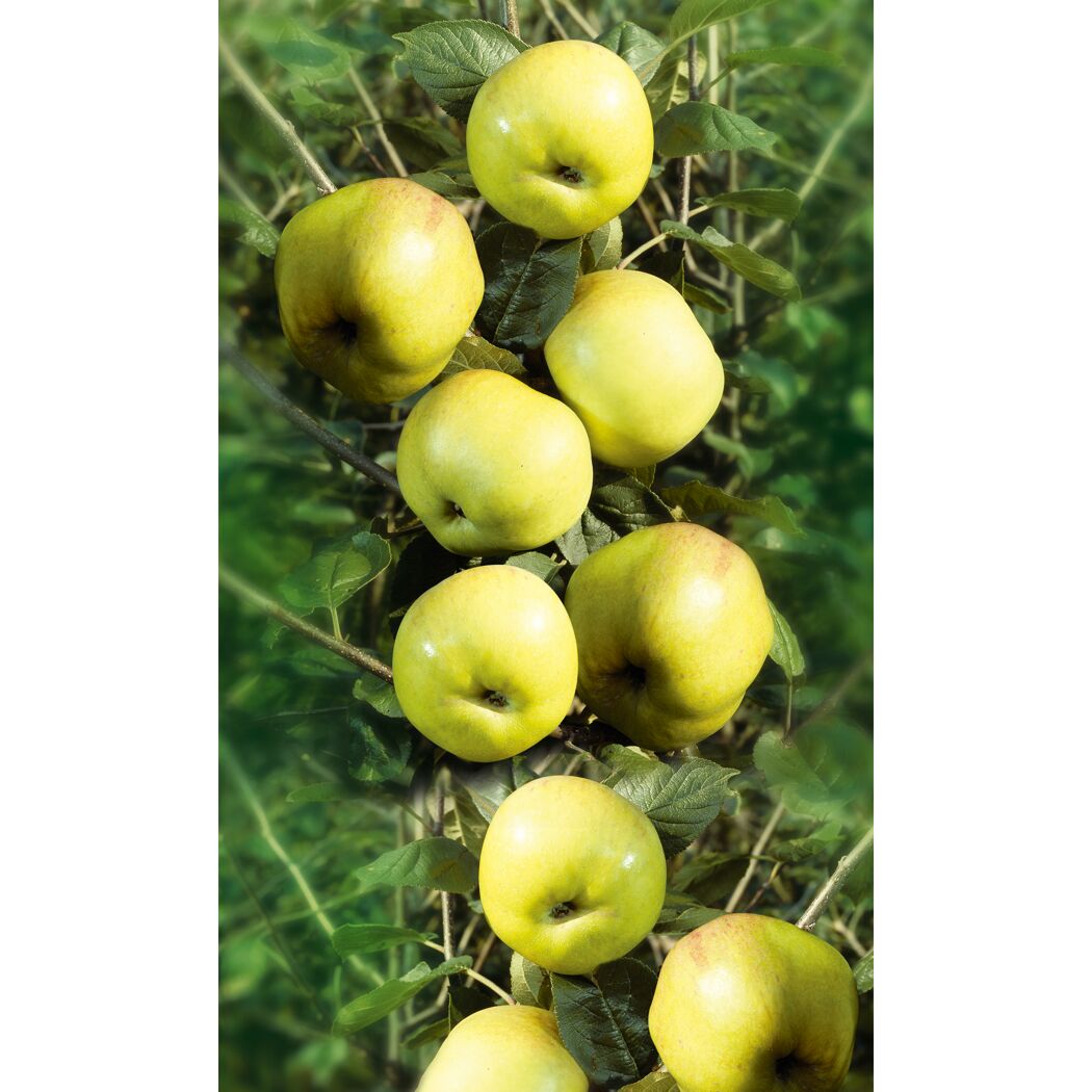 Gelbe Äpfel am Baum