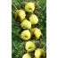 Verkleinertes Bild von Naturtalent by toom® Bio Apfel 'Dülmener Rosenapfel', Busch 25 cm Topf