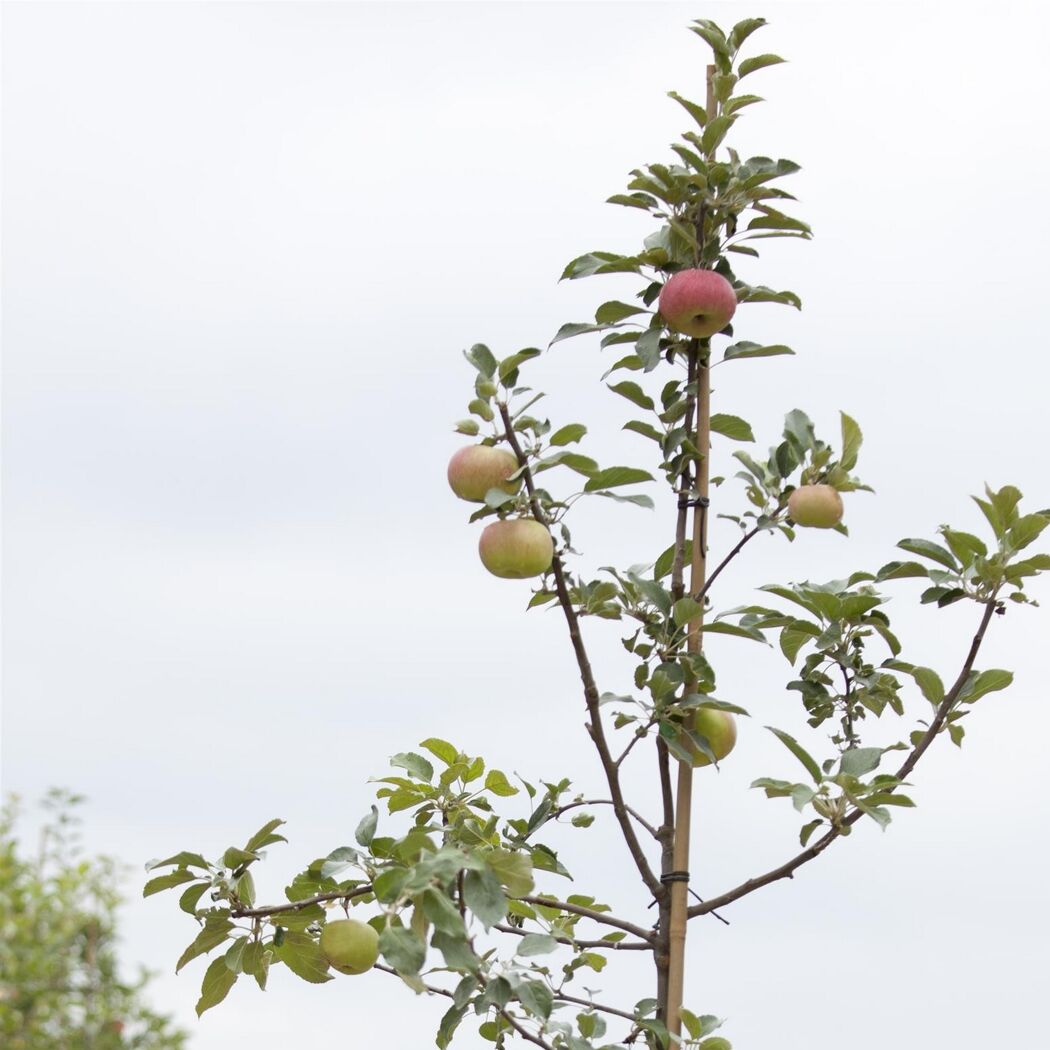 Naturtalent by toom® Bio Apfel 'Idared', Busch 25 cm Topf
