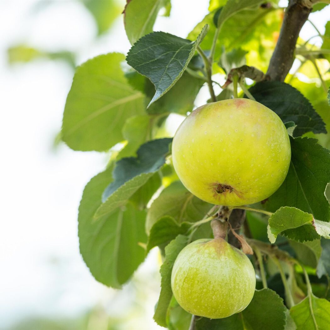 Naturtalent by toom® Bio Säulenapfel 'Aroma Spur grün', Säule 25 cm Topf