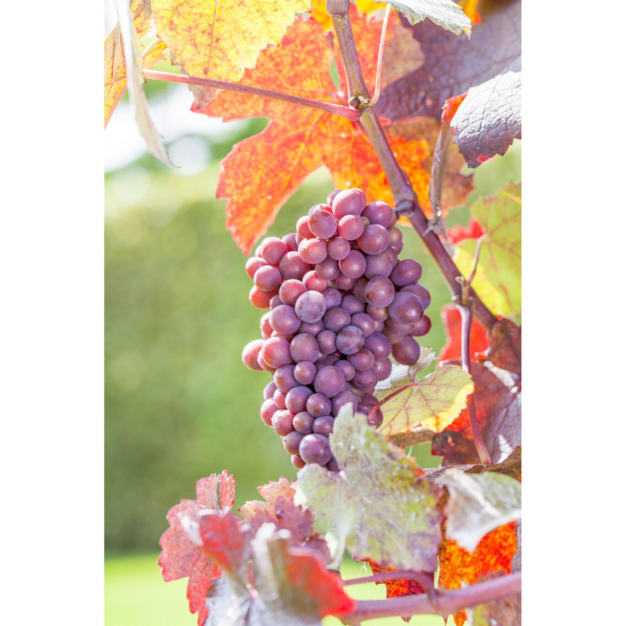 Eine rote Weintraube an einem Weinstock.