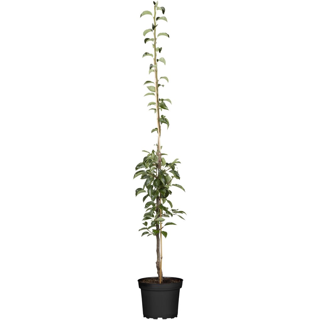 Birnbaum Saphira im Topf