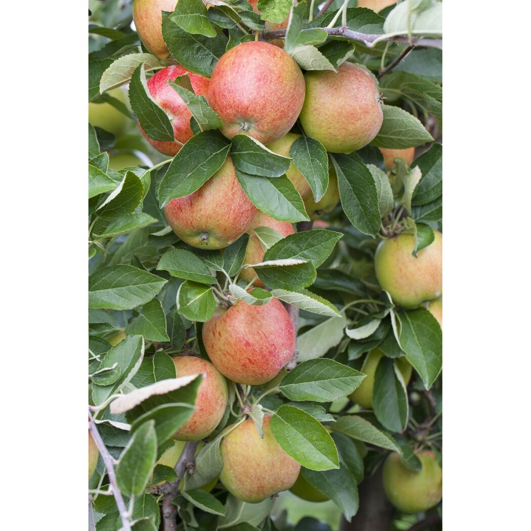 Reife Äpfel am Apfelbaum