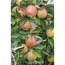 Verkleinertes Bild von Naturtalent by toom® Bio-Apfelbaum 25 cm Topf