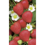 Verkleinertes Bild von Naturtalent by toom® Bio Erdbeere 'Polka', 6er Tray