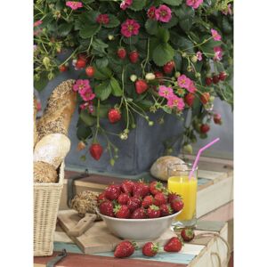 Erdbeere 'Toscana F1', 10,5 cm Topf