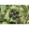 Naturtalent by toom® Bio-Brombeere 'Triple Crown' 14 cm Topf