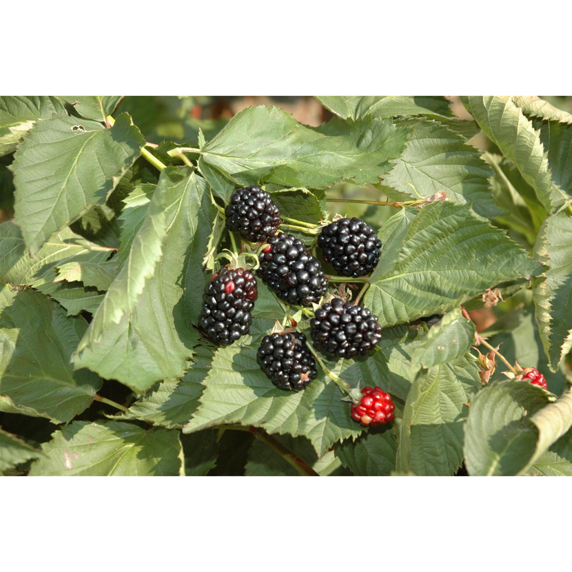 Naturtalent by toom® Bio-Brombeere 'Triple Crown' 14 cm Topf