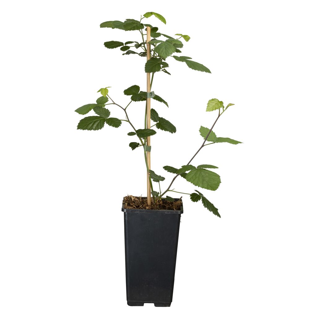 Naturtalent by toom® Bio-Brombeere 'Loch Ness' 14 cm Topf